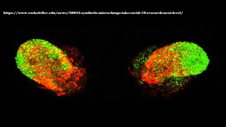 Feature_3DCellcultures